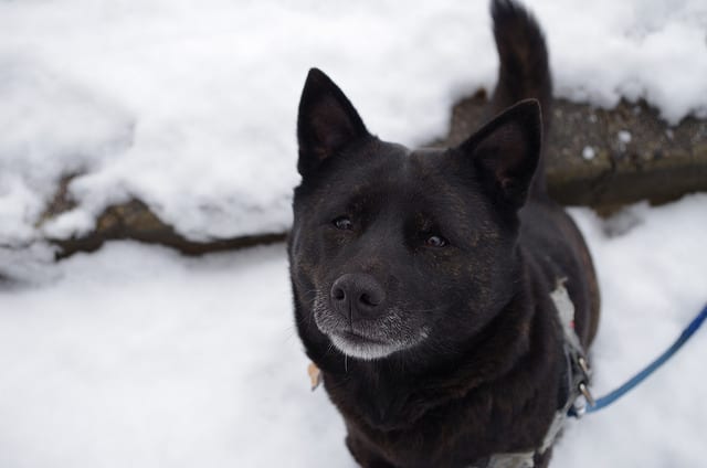 a large dog breed from mountainous northern regions of japan