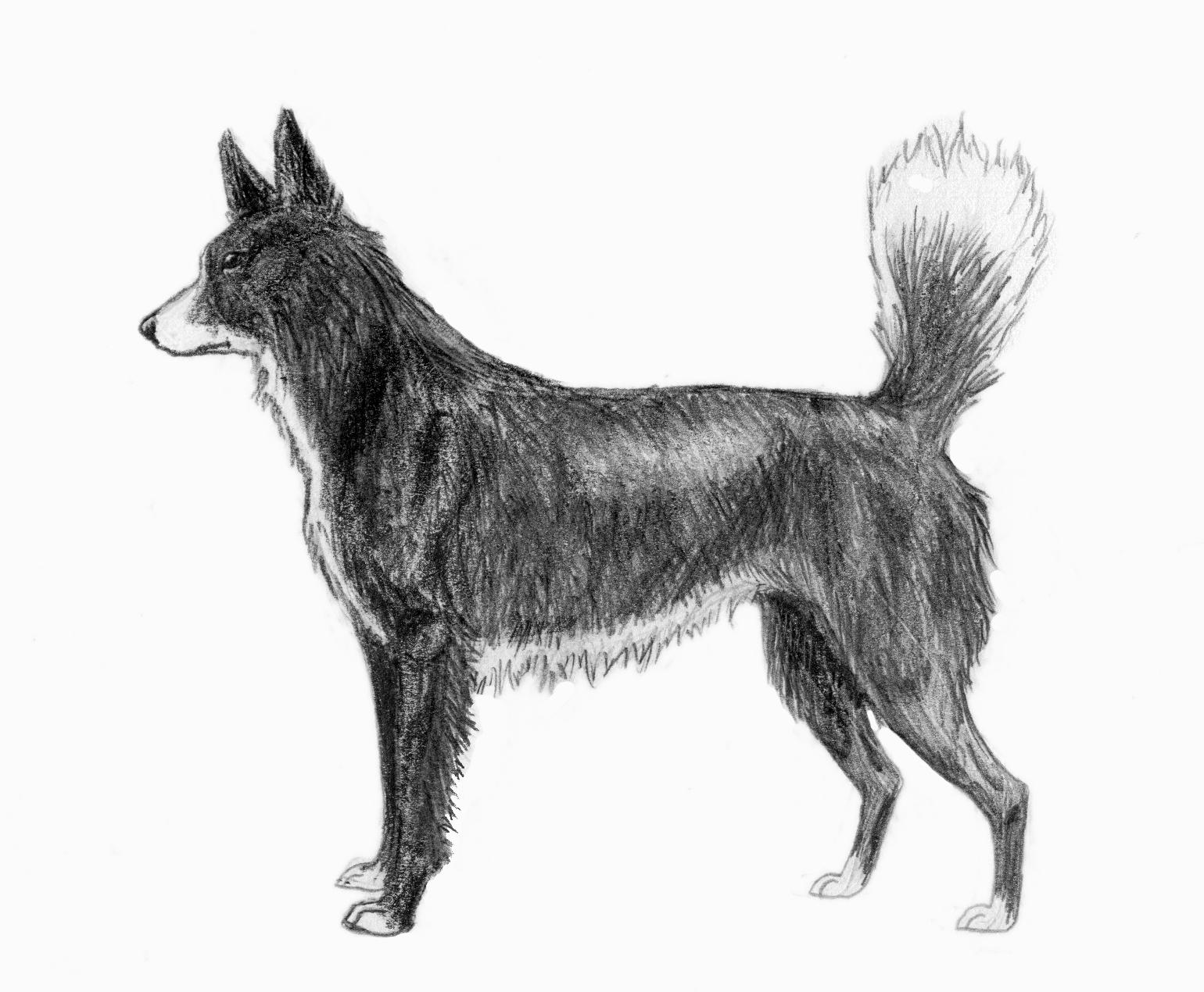 Image source: "Tahltan Bear Dog sketch2" by Pharaoh Hound - Own work. Licensed under CC BY 2.5 via Wikimedia Commons 