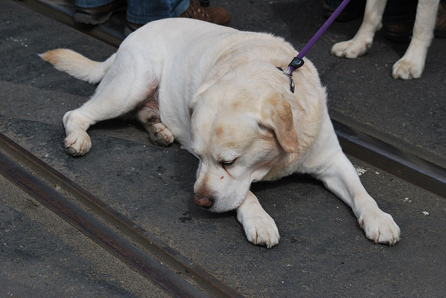 This pup finds a spot on the ground more interesting than his owner. @PeterMooney via Flickr