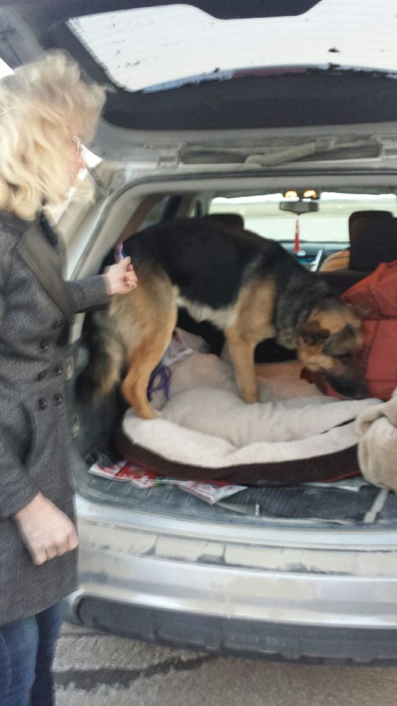 Duke getting into his new ride. Christy said he seemed to go anywhere his bed went easily. Image source: Deb Christy