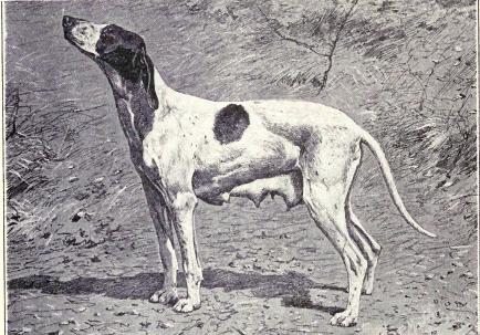 Image source: "Dupuy Pointer from 1915" by not specified (except those with signature on image) - W. E. Mason - Dogs of all Nations. Licensed under Public Domain via Wikimedia Commons 