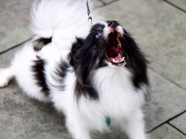 This dog is clearly reactive. Image source: @MR.TinDC via Flickr