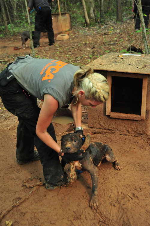 The 2013 case resulted in the longest sentence ever handed down in a federal dog fighting case—eight years. Image source: ASPCA