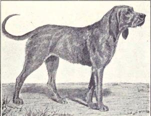 Image source: "Gris De Saint-Louis from 1915" by not specified (except those with signature on image) - W. E. Mason - Dogs of all Nations. Licensed under Public Domain via Wikimedia Commons 