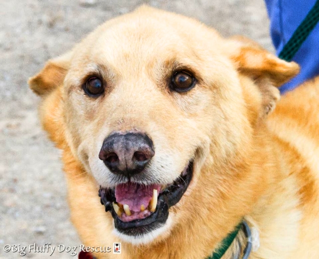 Source: Big Fluffy Dog Rescue