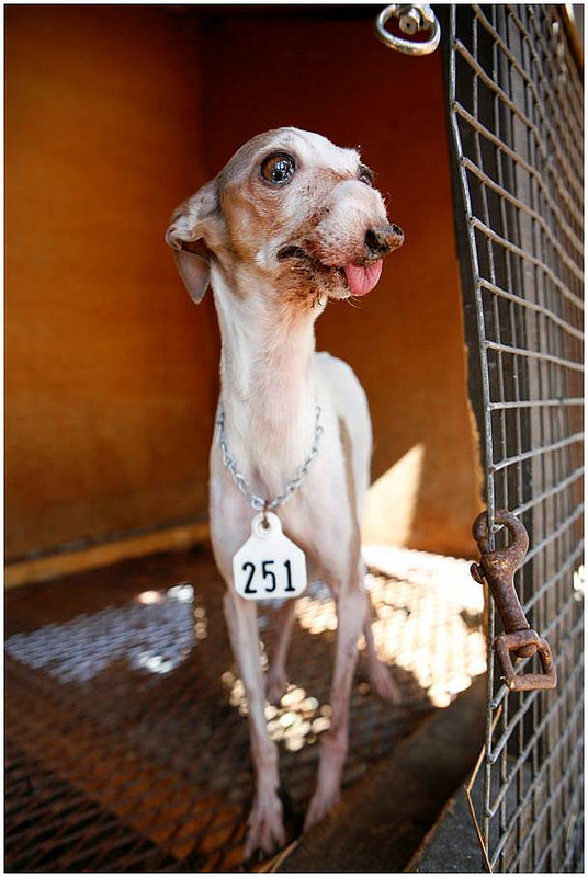 Lily had endured a lot of abuse in the name of profit before being rescued.  Image source: National Mill Dog Rescue