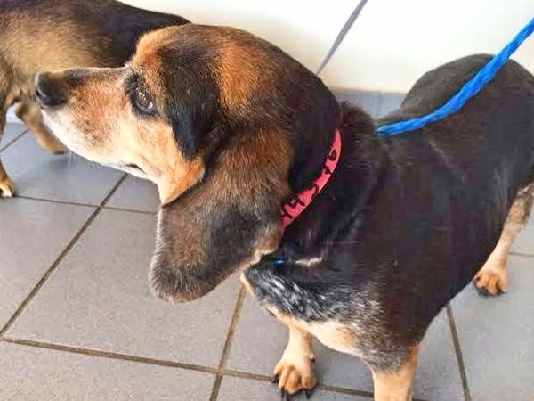 Photo Source: Angels Among Us Rescue