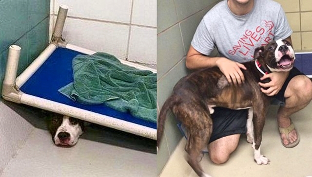 Scared Shelter Dog’s Wish Comes True