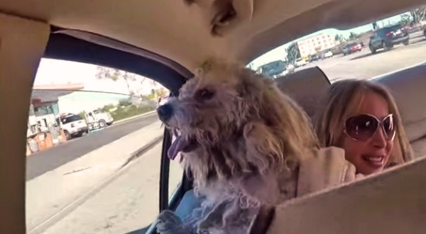With 3 Inches Of Matted Fur, You Will Not Believe What This Dog Looks Like After Rescue