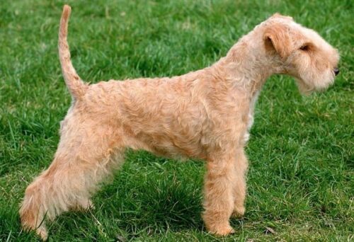 Lakeland terrier English dog breeds