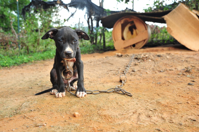 The Judge, U.S. District Judge Keith Watkins, estimated that the defendants had injured or killed between 420 to 640 dogs in the course of the dog fighting operation. In addition to prison terms, judge Watkins ordered the defendants pay nearly $2 million in restitution to the ASPCA. Image source: ASPCA