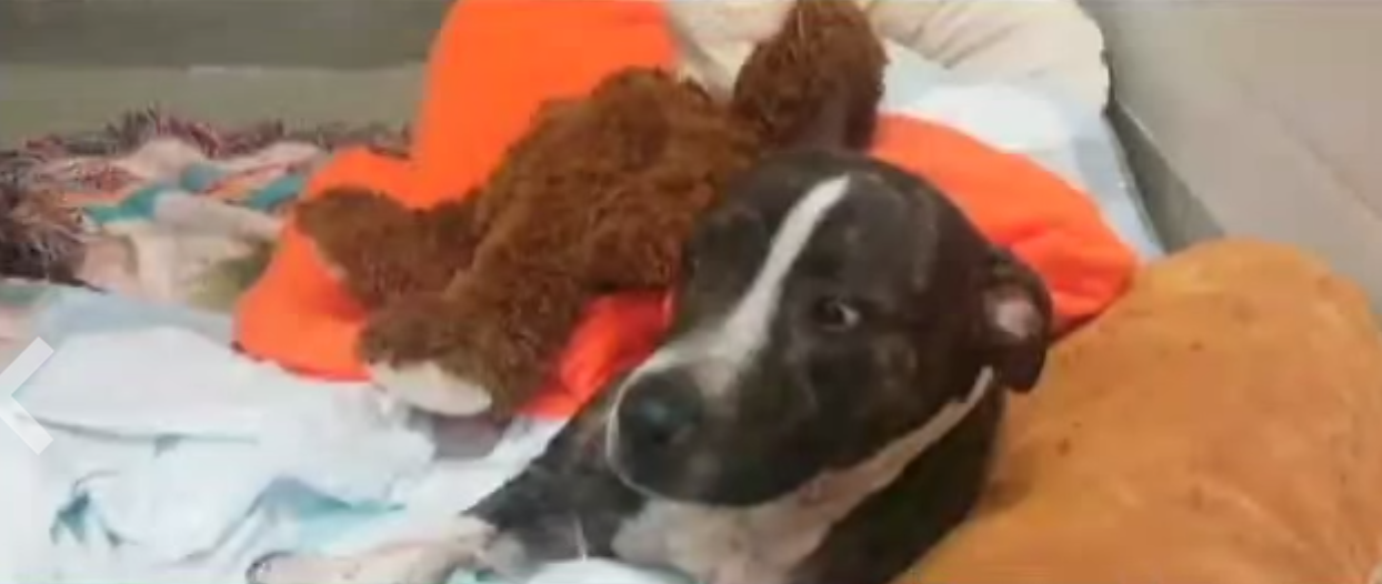 Shot Twice And Tied To Train Tracks This Dog Was Rescued Just In Time