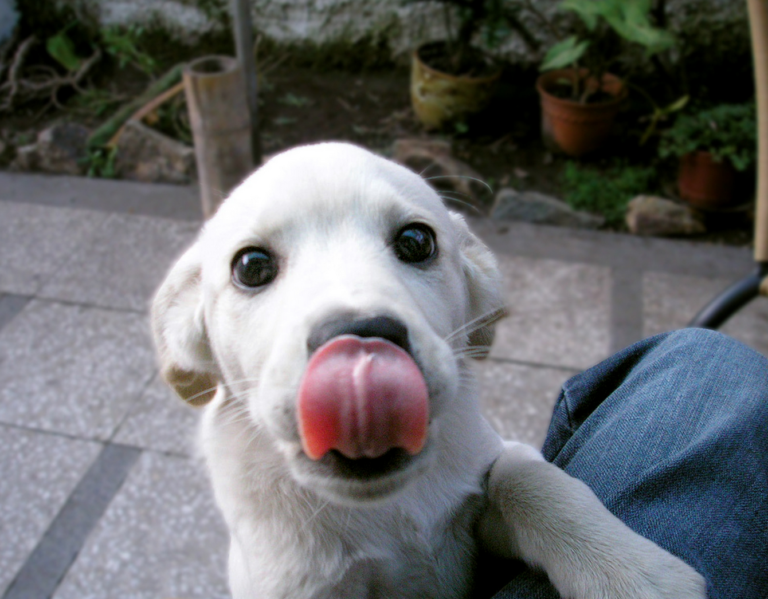 Why do labs lick