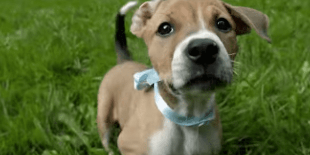 Neil Diamond Wrote Us A Song About Our Dogs And It’s Amazing