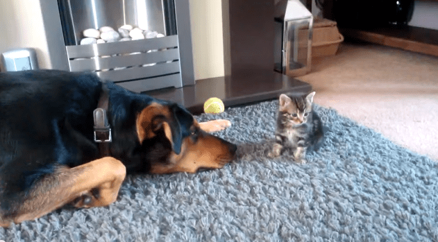 Giant Dog Wants To Play With This Tiny Kitten SO Bad