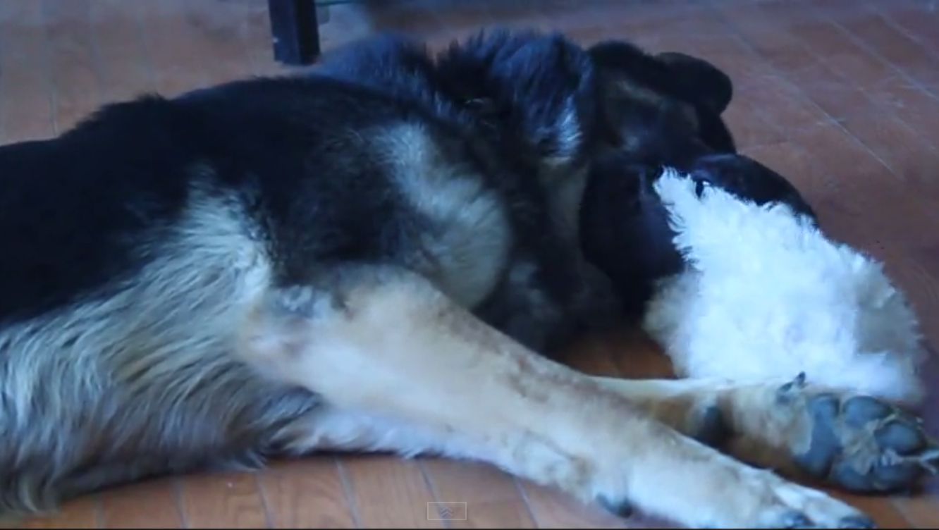 Giant Dog Plays Ever So Gently With Tiny Puppy