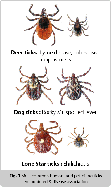 Ticks_KnownDiseases