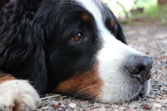 Ask A Vet: Can I Give My Dog An Illness When I Am Sick?