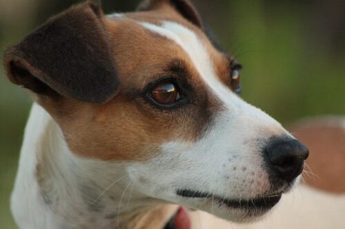 Jack Russell Terrier close-up