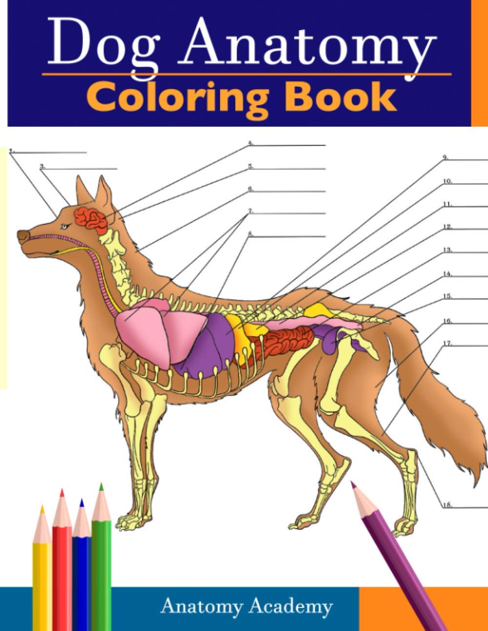 Dog Anatomy Coloring Book: Incredibly Detailed Self-Test Canine Anatomy Color Workbook