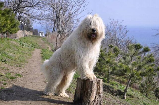 South Russian Ovcharka dog breed