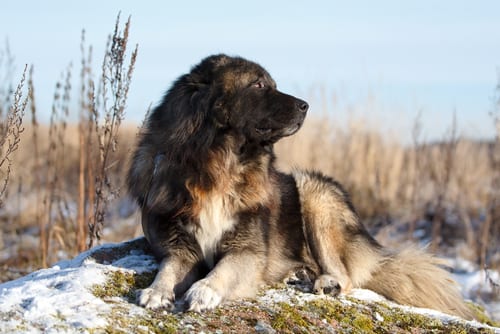 russian caucasian shepherd dog