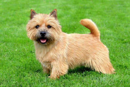 Norwich Terrier English dog breed