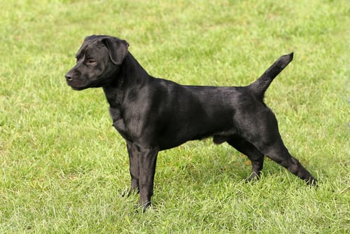 Patterdale Terrier standing in grass