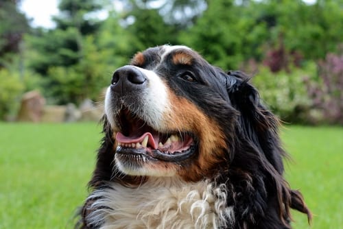 5 Dog Breeds From Switzerland