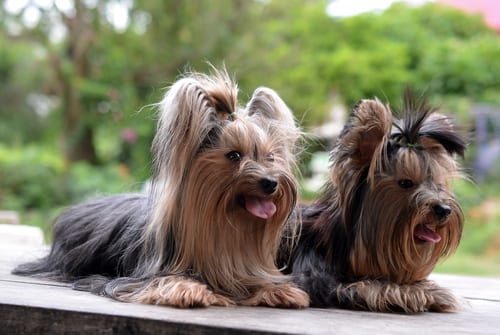 Yorkshire Terriers English dog breeds