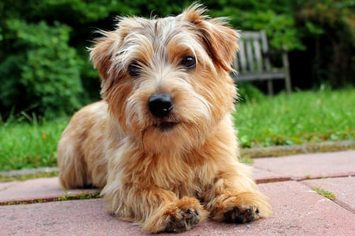 Norfolk Terrier laying down