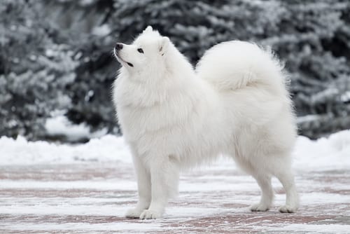 russian samoyed fluffy dog breed