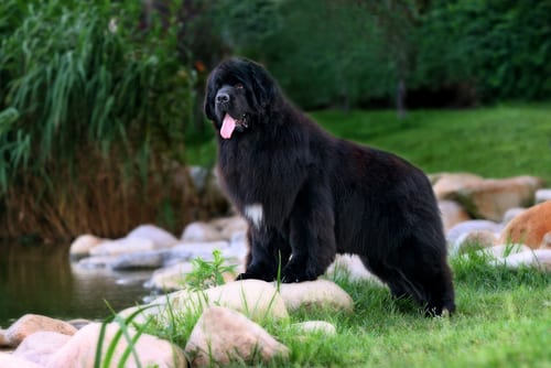 5 Dog Breeds From Canada