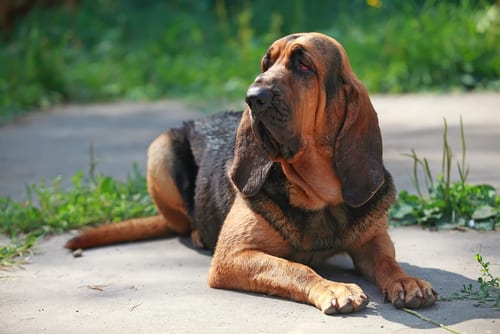 Bloodhound English dog breed