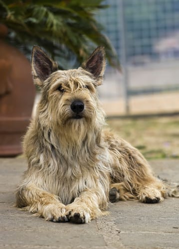 a french dog breed