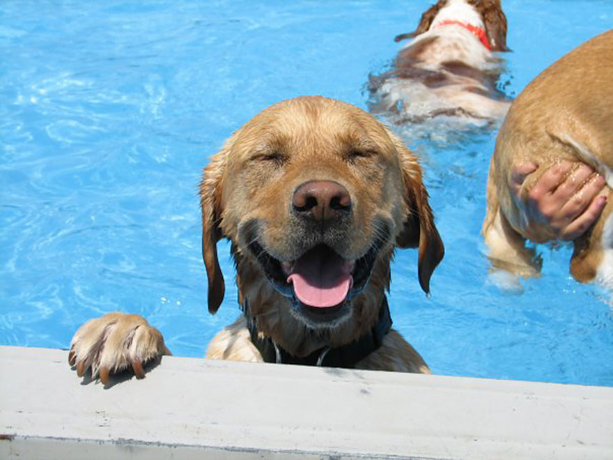 These Swimming Dogs Are About To Get You Ready For Summertime Fun!