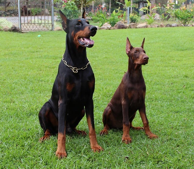 large german dog breeds