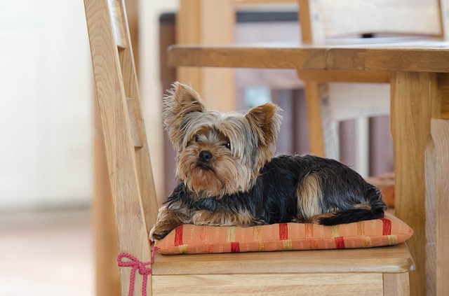 yorkshire-terrier-672777_640