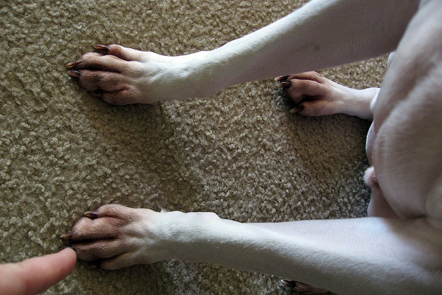 Dog paws allergies
