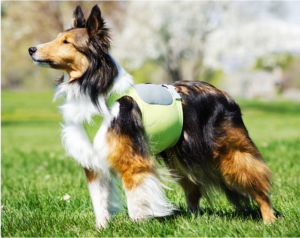 PetWireDaily — 15 Products We Love For Summer Hikes With Our Dogs