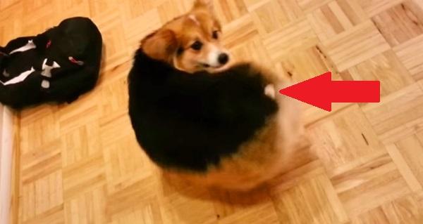 This Corgi Refuses To Stop Chasing Her Tail. You’ll LOL When You See Why.