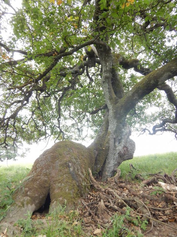 Source: The Secret Life of Dog Catchers - Facebook