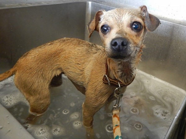 Source: The Secret Life of Dog Catchers - Facebook