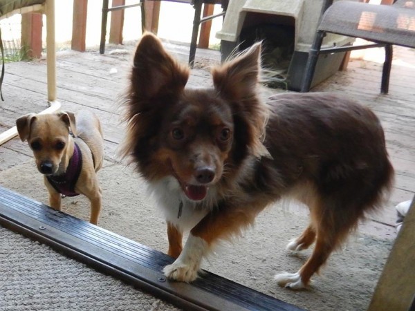 Source: The Secret Life of Dog Catchers - Facebook