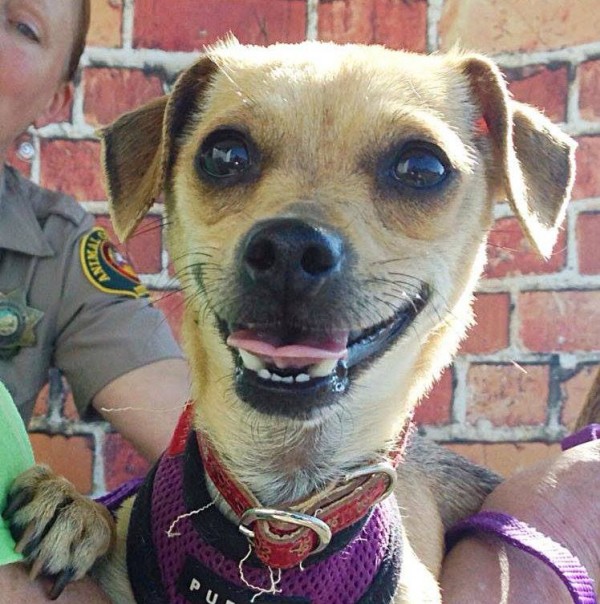 Source: The Secret Life of Dog Catchers - Facebook