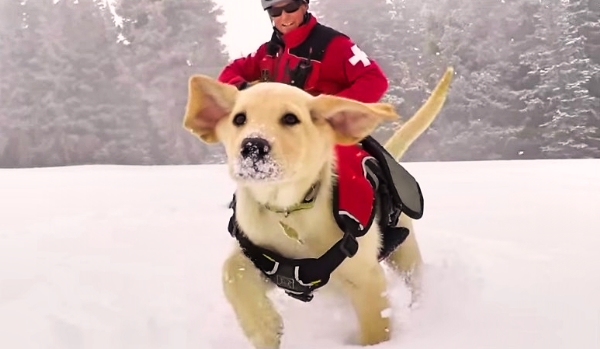 Meet Jake! The Cutest Avalanche Patrol Dog!