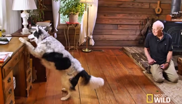This Border Collie May Be Smarter Than People You Know