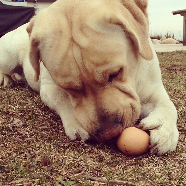 dog egg