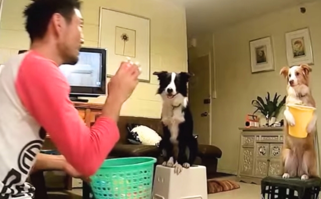 This Dog Can Totally Catch Balls…With A Bucket…Yes A Bucket
