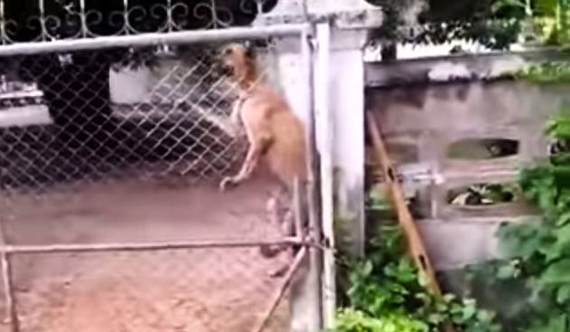 Determined Dog Goes Above And Beyond To See His Friend